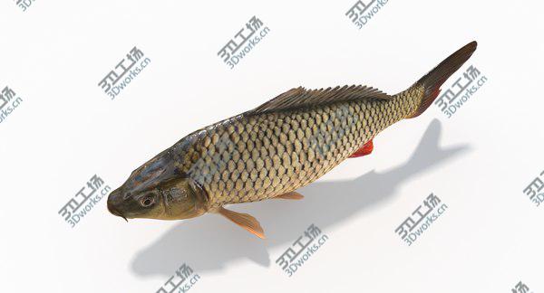 images/goods_img/20210312/3D Carp Fish(Animated)/5.jpg